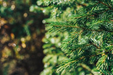 Tien Shan ladin yeşil dalı.