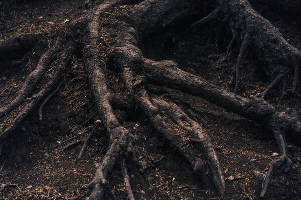 Creepy tree roots sticking out of the ground covered in mud.
