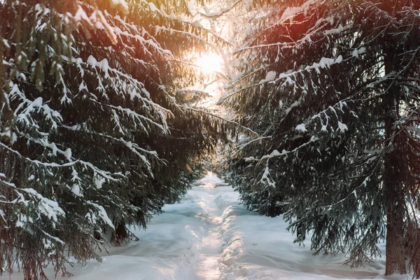 크리스마스 사이의 눈덮인 — 스톡 사진