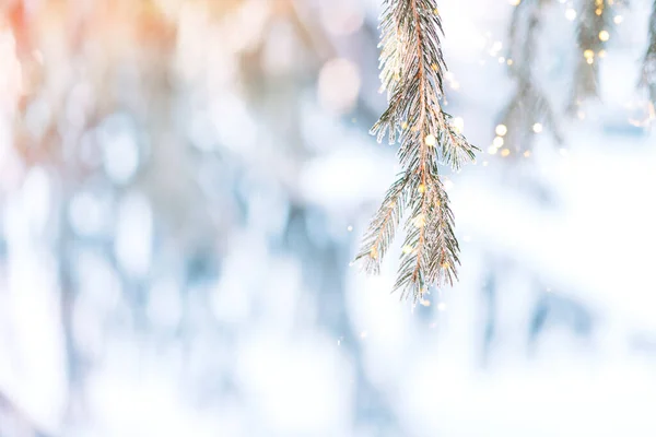 작열하는 크리스마스 나무의 눈덮인 가지들 아래있는 화랑에서 나오는 불빛들 — 스톡 사진