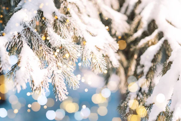 Sneeuwachtige Takken Van Kerstbomen Met Lichtjes Van Bloemenslingers Onder Zon — Stockfoto