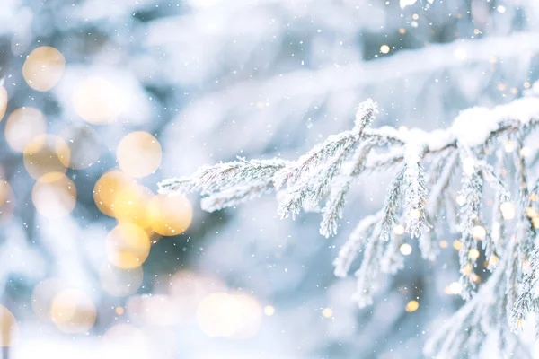 Ramos Nevados Árvores Natal Com Luzes Grinaldas Contra Queda Neve — Fotografia de Stock