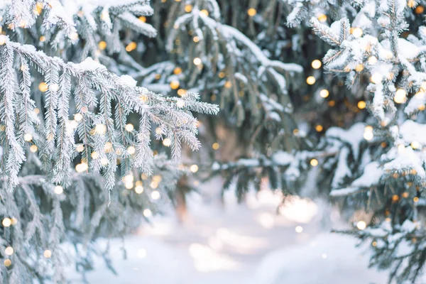 Kívül Karácsonyfa Hóban Háttér Fények Koszorúk — Stock Fotó