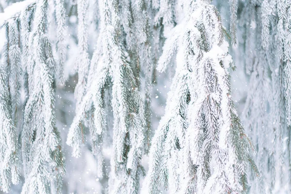 Hintergrund Vor Dem Weihnachtsbaum Schnee Bei Schneefall — Stockfoto