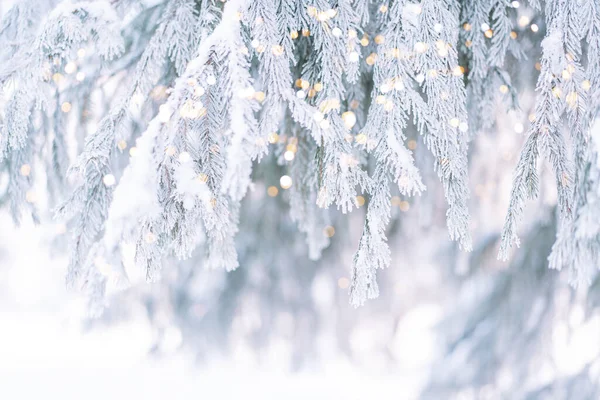 Tło Choinka Igłami Pokrytymi Lodem Śniegiem Przed Światłem Drzewa — Zdjęcie stockowe