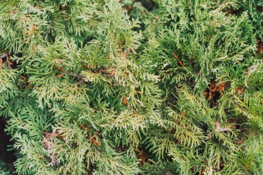 Arka plan thuja dalının dışı yeşil renk.