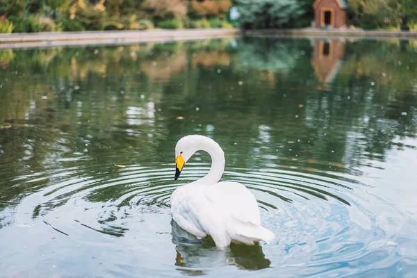 Swan Swims Pond — Stock Photo, Image