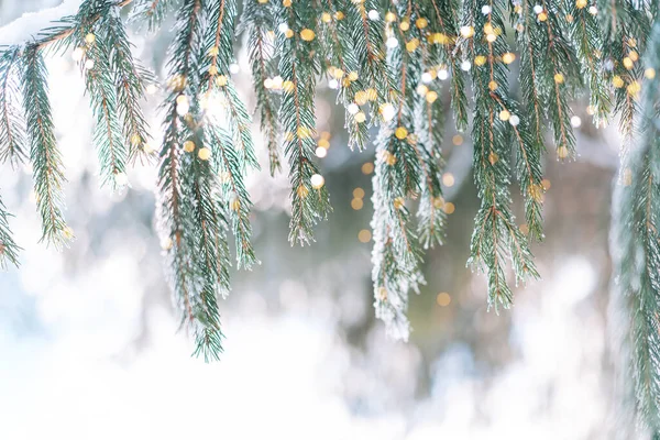 Sneeuwachtige Takken Van Kerstbomen Met Lichtjes Van Bloemenslingers Onder Zon — Stockfoto