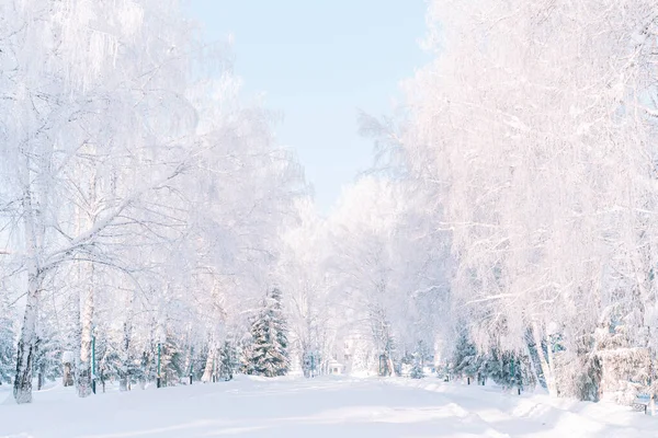 Зимова Алея Сніжними Деревами Під Чистим Небом — стокове фото