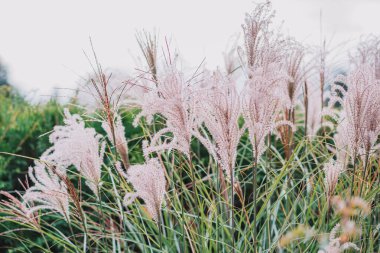 Arkaplan dışında çiçek açan miscanthus pembe renk.