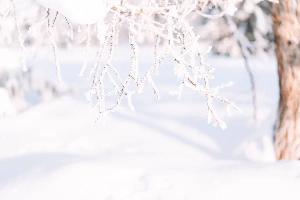 Árbol Exterior Fondo Escarcha Contra Las Avalanchas Nieve —  Fotos de Stock