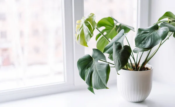 stock image Young monstera in white pot on light windowsill.