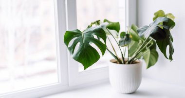 Beyaz tencerede beyaz arka planda genç bir canavar..