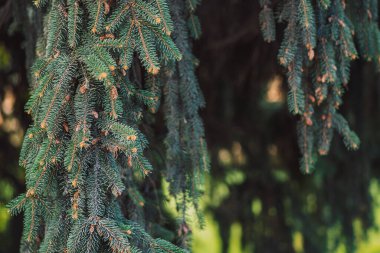 Açık havada Noel ağacı arkaplanı.