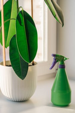 Ficus, yeşil sprey şişesinin önündeki pencere eşiğinde beyaz tencerede büyük yapraklar var..