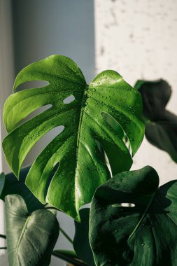 Güneş ışığı altında su damlaları olan canavar yaprağı..