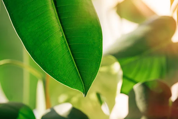 太陽の下で窓辺に大きな葉を持つ家庭植物 — ストック写真