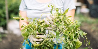 Woman holding up weeds in her hands. Weeding the garden from pests.