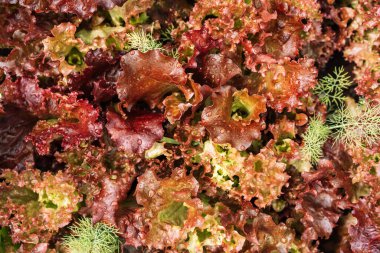 Bunch of green cabbage salad.