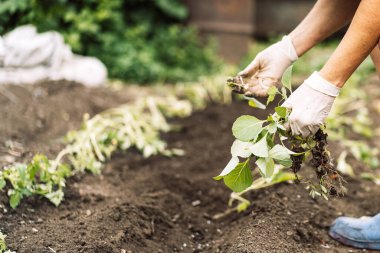 Woman planting cabbage seedlings in a field.