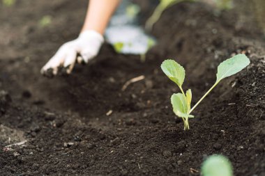 Young cabbage seedling planted in a field.