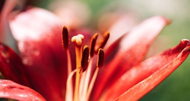 Background of blooming red lily closeup.