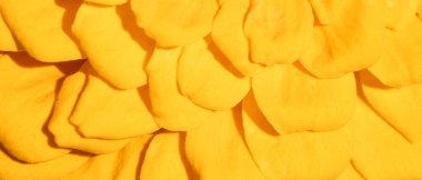 Background of yellow flower petals.