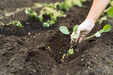 Woman planting young cabbage seedlings in a field.