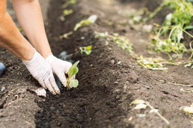 Woman planting cabbage seedlings in field.