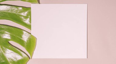 Empty square leaf on pink background next to monstera leaf.