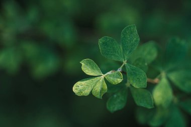 Background of leaves in the form of a drop on the branches.