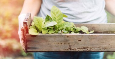 Woman holding a wooden box with young pepper seedlings in her hands.