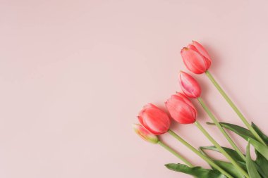 Red tulips in the corner of a pink background.