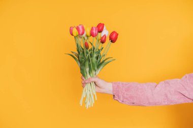 Multicolored blooming tulips in female hand on yellow background.