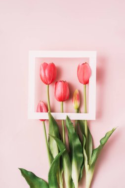 Red tulips in white frame on pink background.