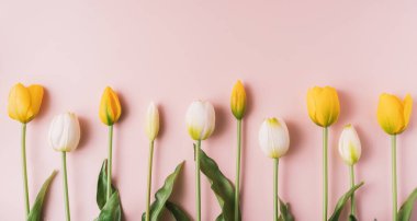 Yellow and white blooming tulips on a pink background.