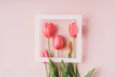 Red tulips in a white frame on a pink background.