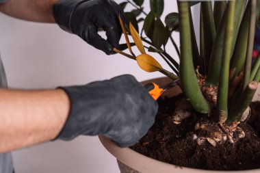 Transplanting a home plant zamiokulkas and cutting off old branches.
