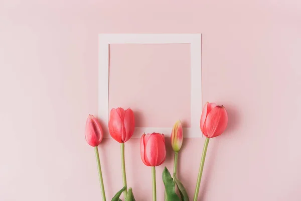 stock image Red tulips on a white frame on a pink background.
