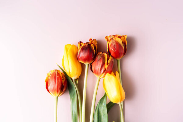 Bouquet of red and yellow tulips on a pink background.