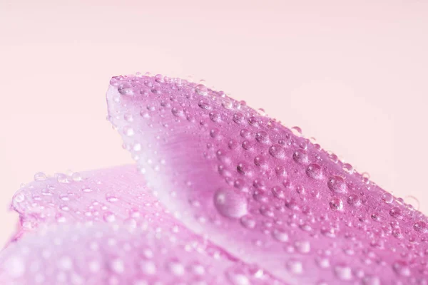 Purple petal background with water drops against pink background.