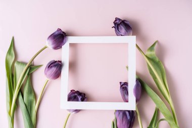 Pembe arka planda beyaz çerçeveli mor laleler.