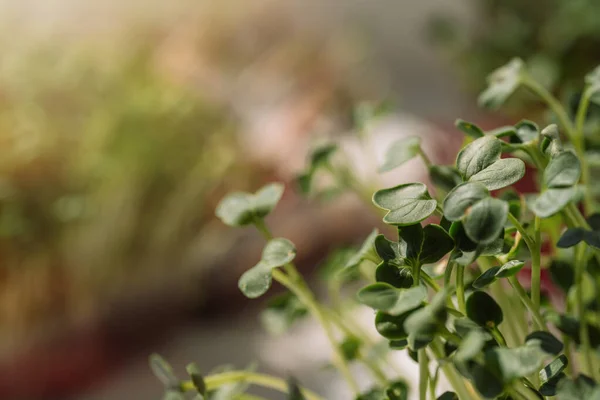 Microgreens Groeiende Achtergrond Met Microgroene Spruiten Vrouwelijke Handen — Stockfoto