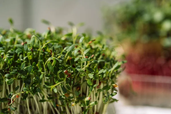 Close Microgreens Containers Onder Zonlicht — Stockfoto