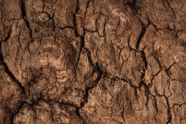木の樹皮からの木製の背景クローズアップ — ストック写真