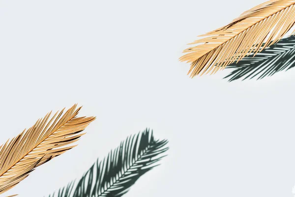 Trockener Palmzweig Unter Hartem Licht Vor Grauem Hintergrund — Stockfoto