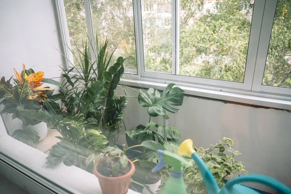 Many Indoor Plants Watering Can Balcony — Stock Photo, Image