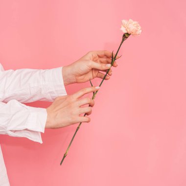 Pembe arka planda bir karanfili tutan kadın eller..