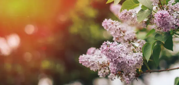 Mor çiçekli, güneş ışığıyla çiçek açan leylaklar..