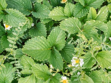 Çilek yaprakları ve su damlaları olan çiçekler..